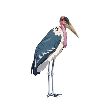 Marabou Stork Vector Illustration Isolated on White Background