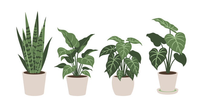 Selection of four common indoor houseplants in simple ceramic pots including a snake plant and different monstera leaf varieties.