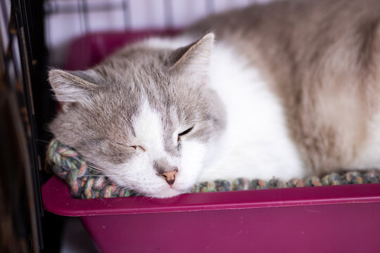 Calm cat in cozy enclosure. Peaceful cat curled up inside refuge with gentle expression