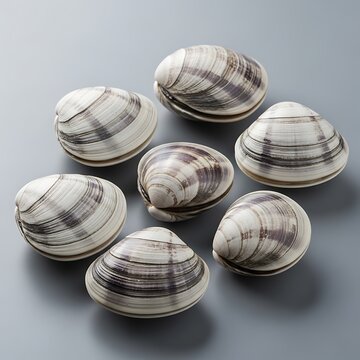 Seven Hard Clams Displayed on a Gray Surface.
