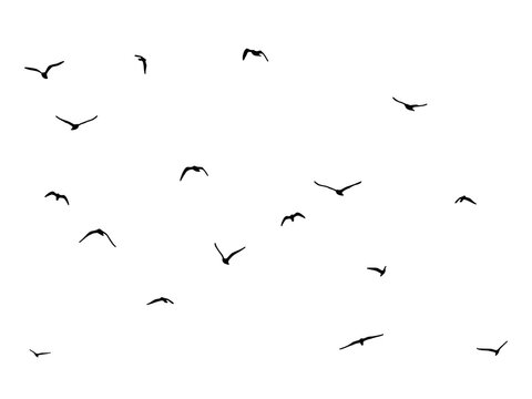 flock of duck birds flying on clear background png. png flock of birds flying in sky isolated clear background. flock of birds silhouette isolated on transparent clear background
