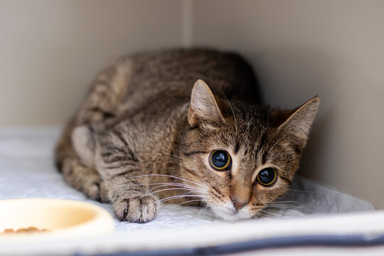 Timid tabby cat hiding in kennel wide eyes and crouched posture showing nervous intake state