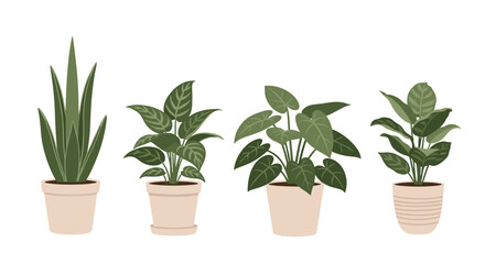 Obraz premium Set of four different leafy green houseplants in simple beige pots for interior decoration, urban jungle aesthetic, and home gardening.