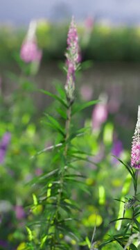 Brightly colored flowers sway gently in the breeze, creating a lively scene in a flourishing garden. Various shades of pink and purple fill the air with beauty all around, harmonizing with nature.