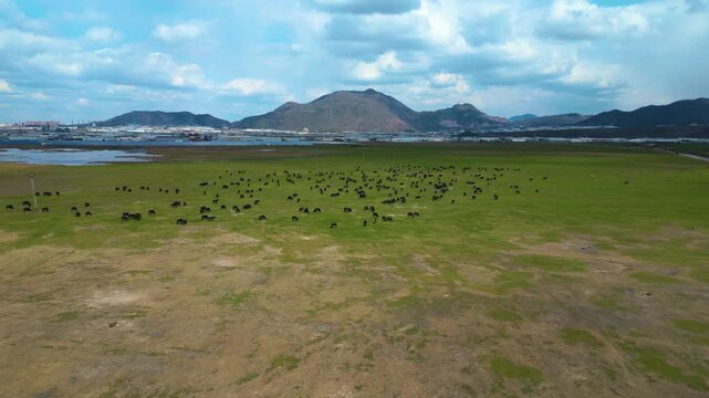 Large Herd of Water Buffalos Grazing in Green Meadow