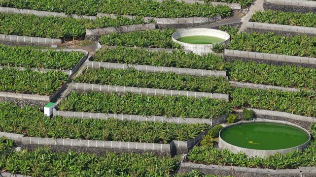 Aerial View Banana Plantations on Volcanic Lava Delta La Palma Canary Islands Spain; Industrial Agriculture Tropical Farming