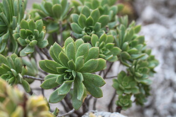Fototapeta premium Close-up of Aeonium haworthii succulent rosettes with blue-green leaves. Detailed view of Pinwheel Aeonium growing in a botanical garden on a sunny summer day. Valencia. Spain.