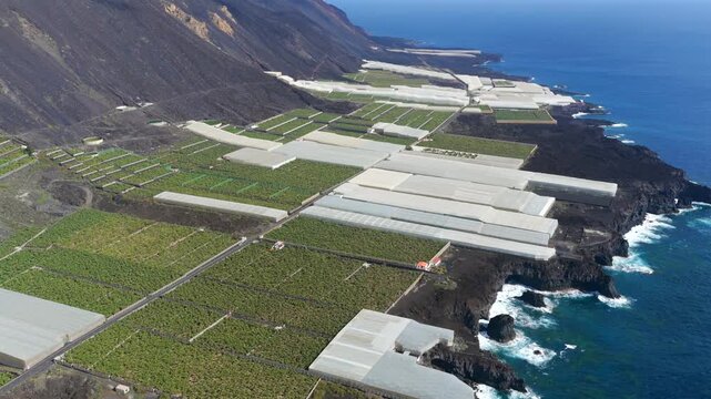 Aerial View Banana Plantations on Volcanic Lava Delta La Palma Canary Islands Spain; Industrial Agriculture Tropical Farming