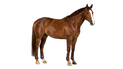 Obraz premium Brown horse standing isolated on transparent background