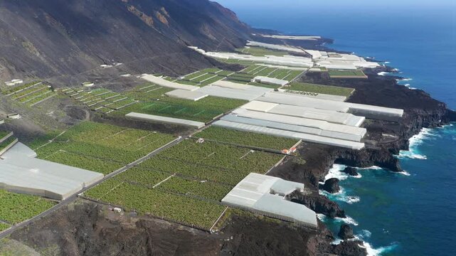 Aerial View Banana Plantations on Volcanic Lava Delta La Palma Canary Islands Spain; Industrial Agriculture Tropical Farming