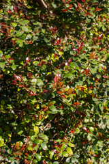 Naklejka premium Vibrant Red New Growth and Green Leaves of Red Robin Photinia Shrub