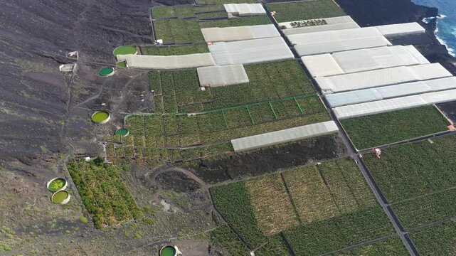 Aerial View Banana Plantations on Volcanic Lava Delta La Palma Canary Islands Spain; Industrial Agriculture Tropical Farming