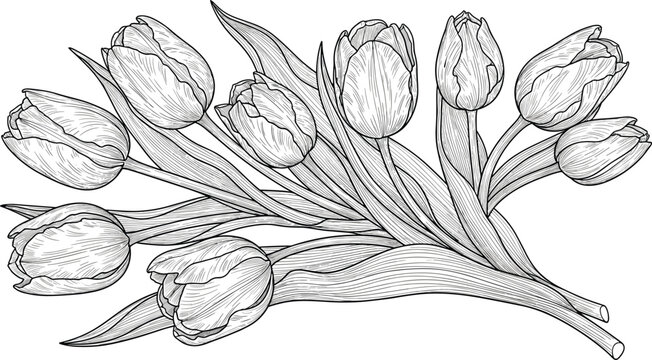 Detailed hand drawn tulip bouquet line art vector illustration with fine shading and long leaves isolated on white background for botanical wall art and coloring page design