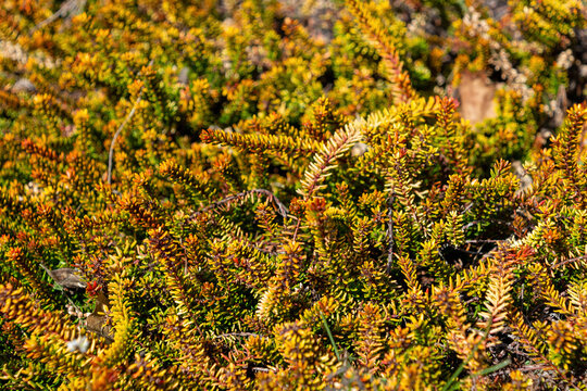 Empetrum nigrum, the crowberry orange in sunlight