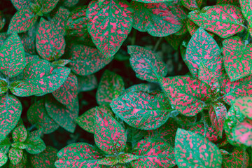 Pink speckled foliage covering garden bed close up. Hypoestes phyllostachya, the polka dot plant © bykot