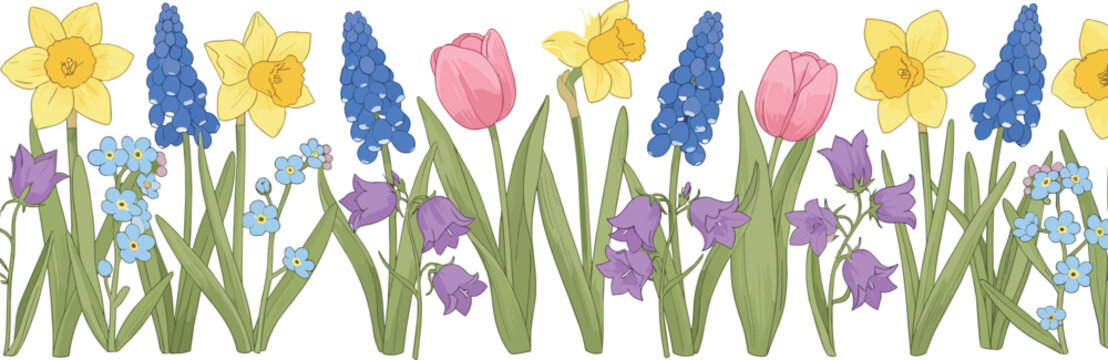 Seamless spring flower horizontal border arrangement with yellow daffodils pink tulips blue muscari and purple bellflowers isolated on white background for garden design