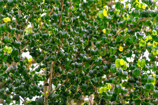 Dense mass of small curled green leaves on branches close up texture view. Ficus benjamina 'Barok'