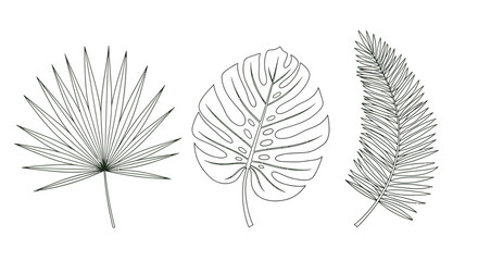 Collection of elegant hand-drawn tropical palm and fern leaf illustrations, perfect for design projects © charli
