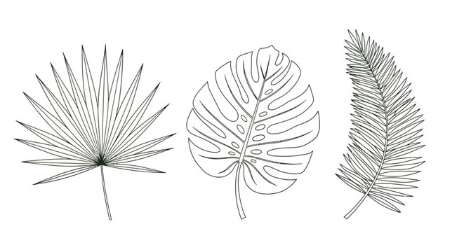 Collection of elegant hand-drawn tropical palm and fern leaf illustrations, perfect for design projects