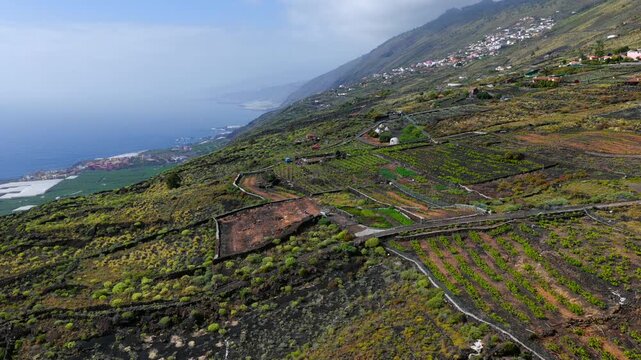 Aerial View Volcanic Vineyards and Wine Production Los Canarios La Palma Canary Islands Spain; Extreme Viticulture Black Ash Pic&oacute;n Soil and Malvas&iacute;a Grapes