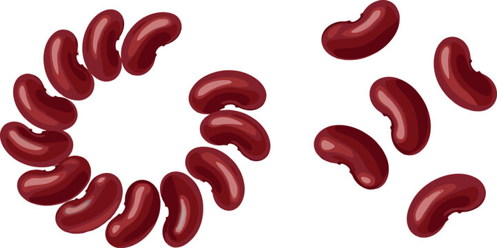 Fresh Red Kidney Beans Collection Arranged in Circle and Scattered Pattern Isolated on White Background Vector Illustration