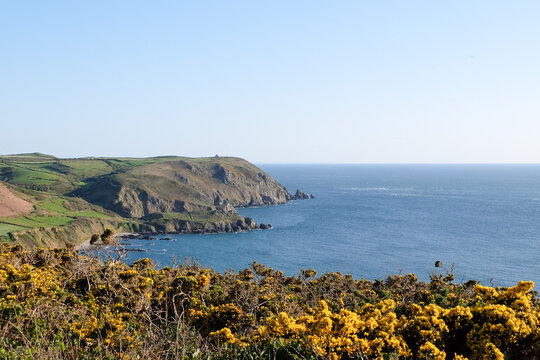 View of the rugged Normandy cliffs and coastline near Goury with yellow flowering gorse bushes in the foreground, Channel Sea, France.