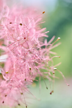 Close-up of delicate pink cotinus coggygria flower with soft green background
