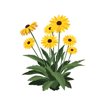 Yellow Black Eyed Susan Flower Bush Vector Illustration