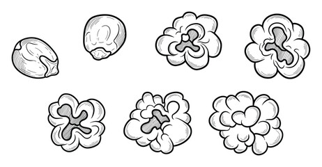 Fototapeta premium Detailed hand drawn sequence showing corn kernels transforming into fluffy popped popcorn, perfect for culinary educational materials, food blogs, or cooking recipe graphics