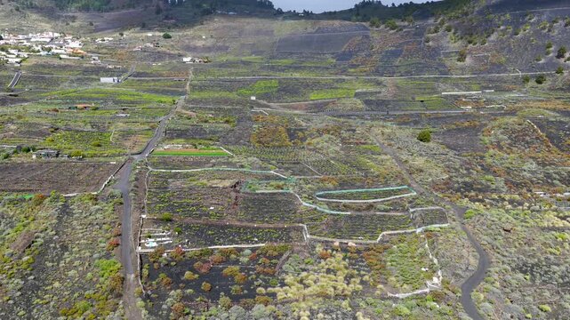 Aerial View Volcanic Vineyards and Wine Production Los Canarios La Palma Canary Islands Spain; Extreme Viticulture Black Ash Pic&oacute;n Soil and Malvas&iacute;a Grapes