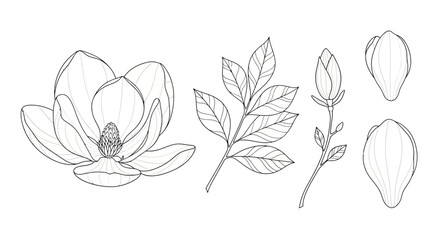 Hand-drawn botanical illustration of magnolia flower and leaves with petals. © ahmad