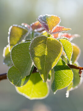 Closeup of the leaves of the Chinese tallow tree, Triadica sebifera.