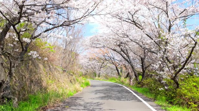 Cherry blossom road in spring walking through sakura trees scenic japan nature