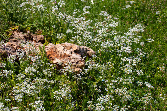 Massive Field of White Orlaya grandiflora Flowers Blooming in Rocky Meadow