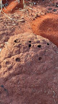Termite nest mound on red outback soil