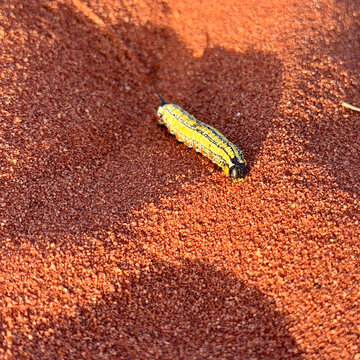 Yellow green and black caterpillar on red outback sand
