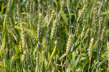 Fototapeta premium Close-up of Green and Golden Wheat (Triticum) Ears in a Summer Field
