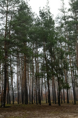 Fototapeta premium Atmospheric series of tall pine forest captured in soft fog, featuring vertical tree trunks, natural woodland textures, and moody overcast light. Calm outdoor environment with earthy tones, depth, and
