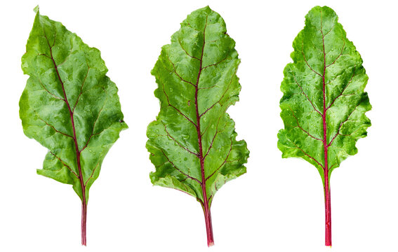 Set of fresh beet leaves with red veins isolated on white background.