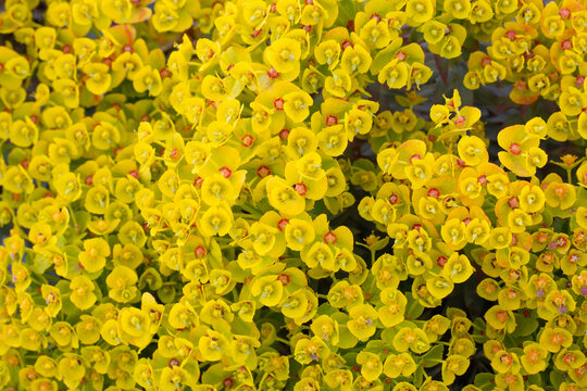 Massive Wild Euphorbia rigida Spurge Blooming in Rocky Terrain