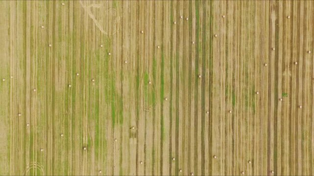 Aerial Straw Lines And Hay Rolls Latvia Countryside - Minimal Farming Texture