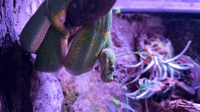 Green python Morelia viridis from family Pythonidae order Squamata class Reptilia coiled on branch showing arboreal behavior and muscular body in terrarium habitat, static close up shot