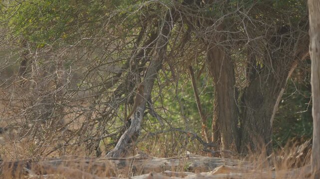 Slender mongoose foraging in Kruger National Park, seen through twigs and bracken on a slanted dead tree. Slow motion wildlife behavior as it searches for insects and food.