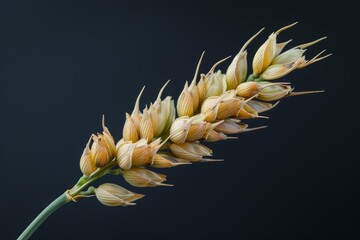 Fototapeta premium Detailed view of a wheat ear with a dark backdrop