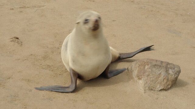 a female cape fur seal, on the beach, approaches the camera at cape cross seal colony in namibia