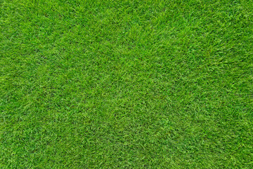 Obraz premium Lush green grass background texture, natural lawn surface top view with vibrant color and copy space