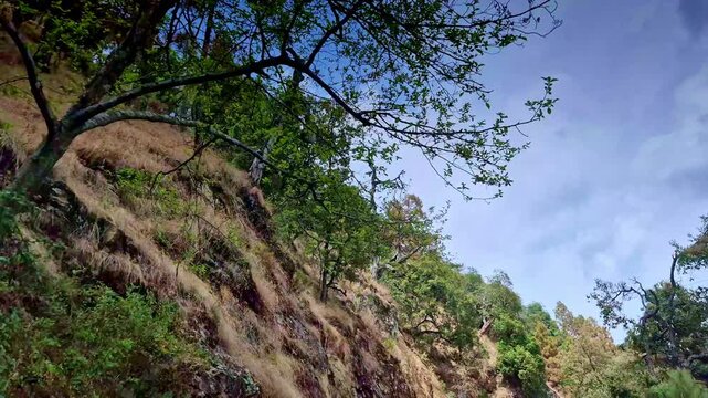 A rugged hillside in Mukteshwar, Uttarakhand rises with exposed rocky cliffs and scattered trees, crowned by a dramatic dead branch silhouette against a vast, cloud-filled sky.