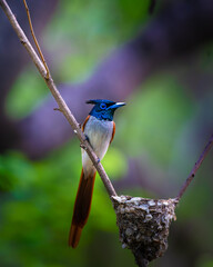 Asian paradise flycatcher perched on a branch near its nest in Ranthambore National Park, India, captured with vibrant colors, soft light, and a smooth green bokeh background. © Rohit Beniwal