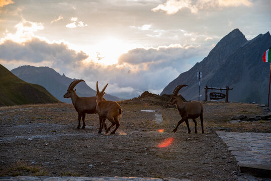 stambecchi a rifugio Claudio Bruno