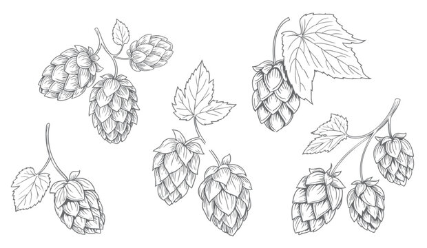 Botanical branches with hop cones and leaves in vintage engraving style isolated.